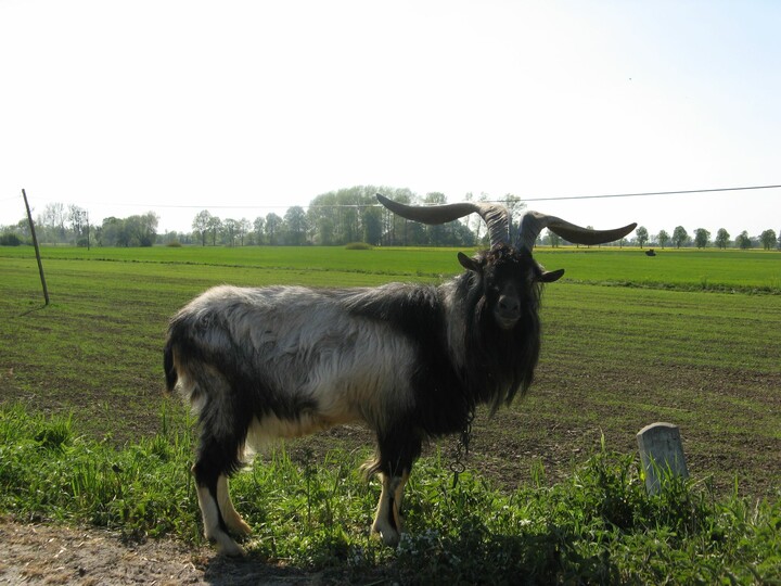 Portret żuławski. Spotkanie gdzieś blisko Zalewu Wiślanego (Czerwiec 2021)