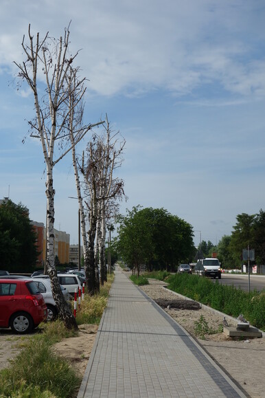 Zielony Elbląg 14. Dewastacje przy ulicy Fromborskiej.