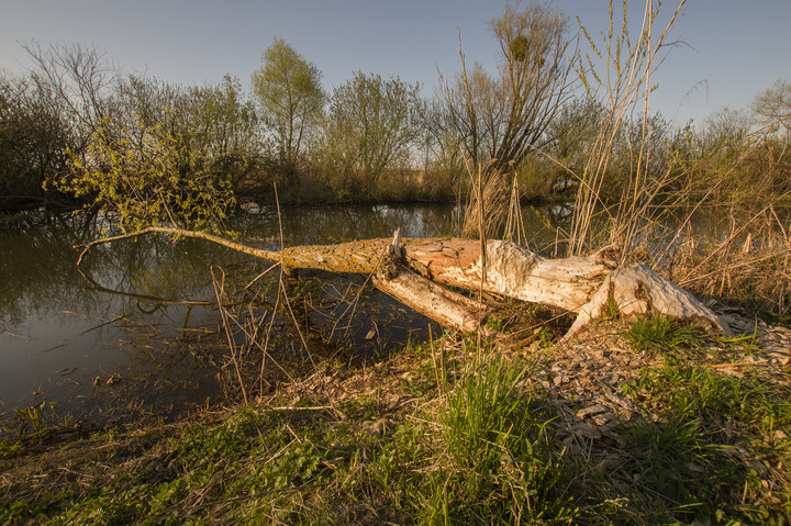 W ujściu rz. Wąska..  (Maj 2021)