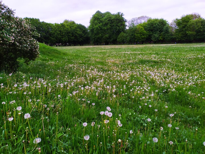 Przeminęło z wiatrem. Park Kajki -latawce dmuchawce, wiatr. Mozna pomarzyć. Ale nawet "bramki' wywiał wiatr, tylko dlaczego ? Ongiś były tu ostre mecze w piłkę nożną.I komu to przeszkadzało.