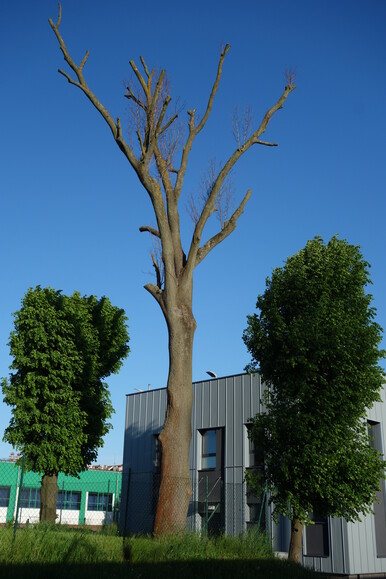 Zielony Elbląg 2. Zdewastowane drzewa w wieku powyżej 50 lat to dla obecnie żyjących strata bezpowrotna, za ich życia nie do odrobienia.