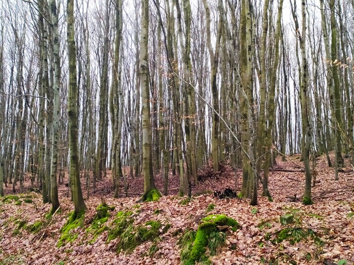 ZIMOWY BAMBUSOWY LAS W bAZANTARNI. Las przy szlaku Green Velo w Bażantarni