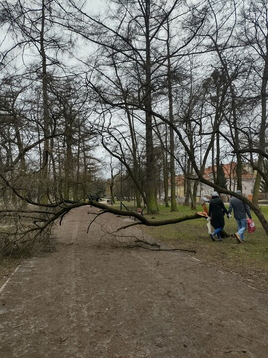 Park Kajki. Wichura wygrała z drzewkiem (Luty 2022)