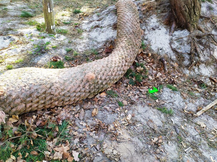 Morska anakonda w Sztutowie. Gruba lina /średnica około 20 cm/ w Sztutowie-porcie idąc lasem w kierunku Katów Rybackich. Ciekawe skąd ona się tam znalazła ?