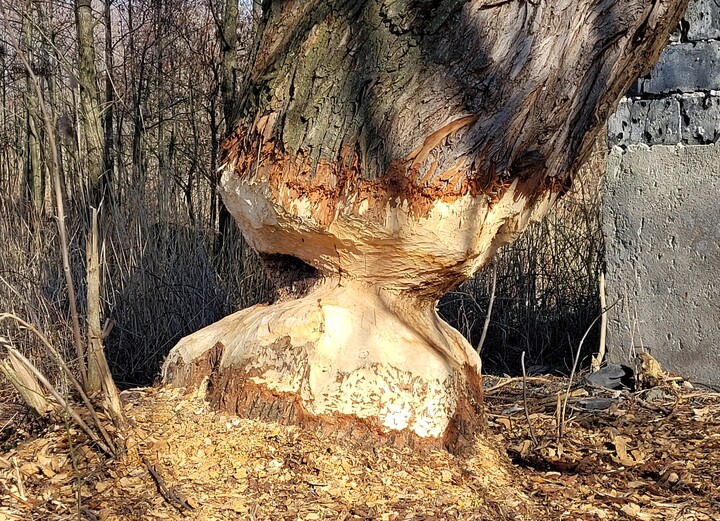 Bobrowa robota. Kamienica Elbląska