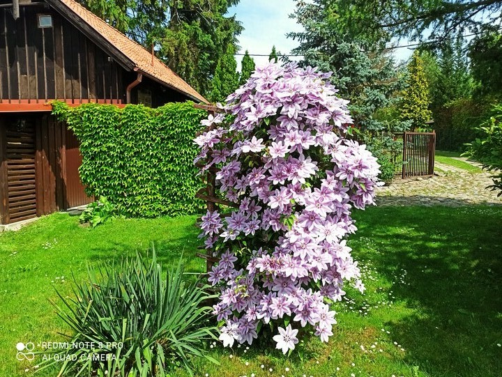 Wiosna w Próchniku. clematis (powojnik)