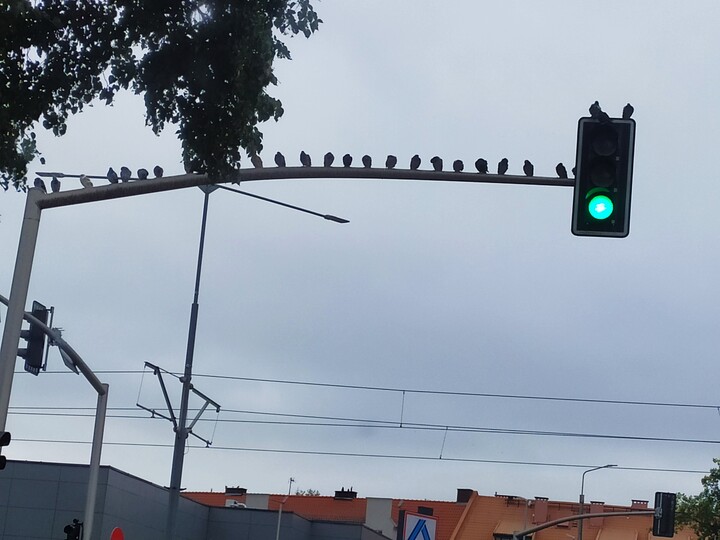 Gołębie pokoju maja zielone światło