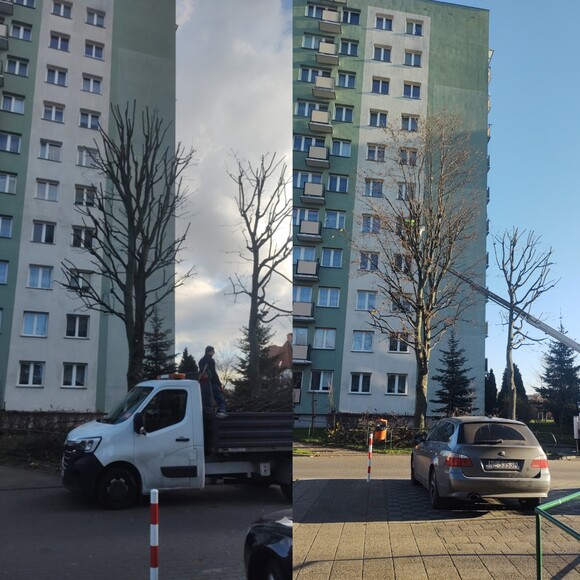 Niszczenie drzew. Z lewej zdj z 18.11 z prawej 17.11 dwa dni okaleczania drzew przy Władysława IV.to takie elblaskie. Czemu na to pozwalacie