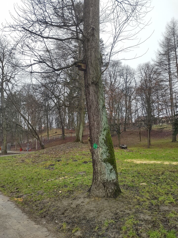 Dolinka. Zdrowe drzewo oznaczone do wycinki, kto sie w końcu tym niszczeniem.miasta zajmie??