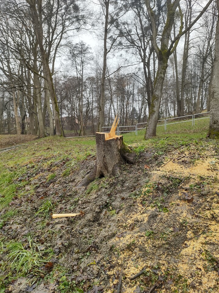 Rżnięcie drzew na Dolince. Ciag dalszy