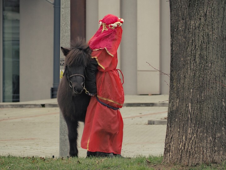 Kucyk w miejskiej dżungli