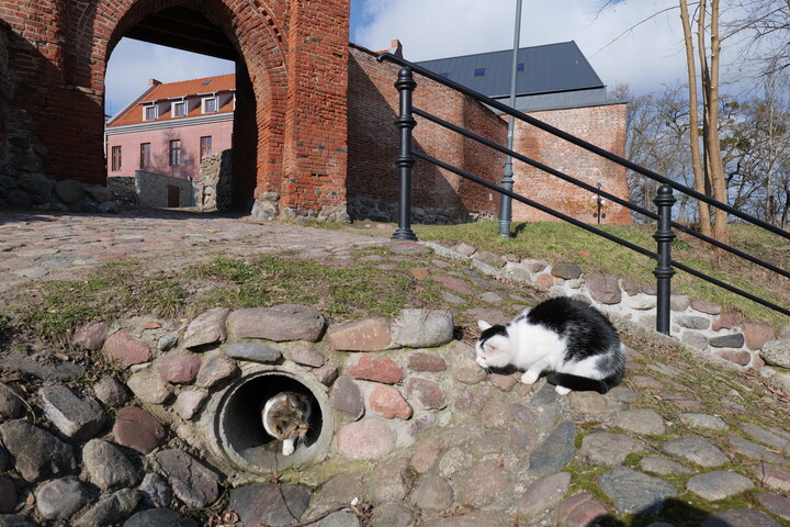 A kuku. Pasłęk (Kwiecień 2023)