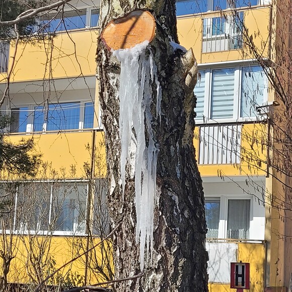 Zamarznięte sople soku brzozy.