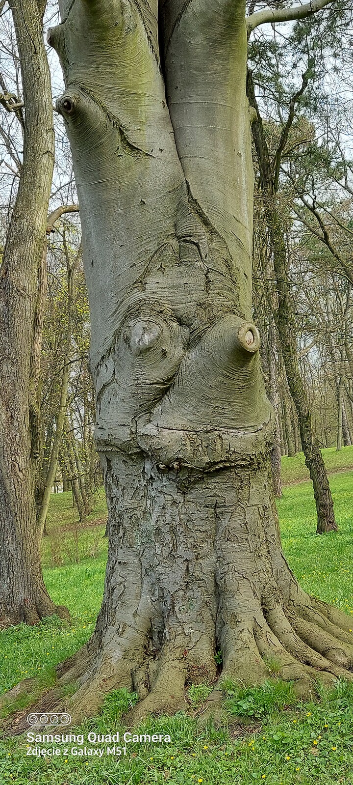 Ciekawe drzewo. Drzewo rośnie  w Parku Modrzewie w Elblągu