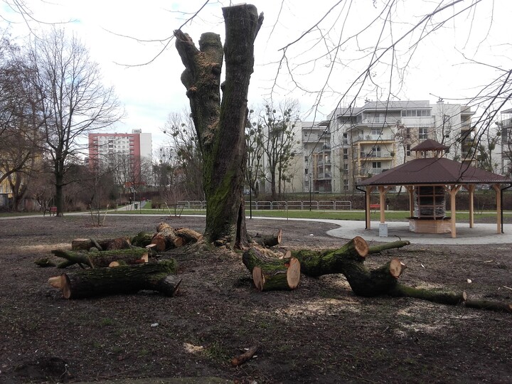 Wycinka Drzew w Parku Traugutta-Bema. Kolejne drzewo wycięte po cichu bez rozgłosu a jeszcze jest dużo drzew do wycięcia, do kogo trafia wycięte drzewo ? (Luty 2024)