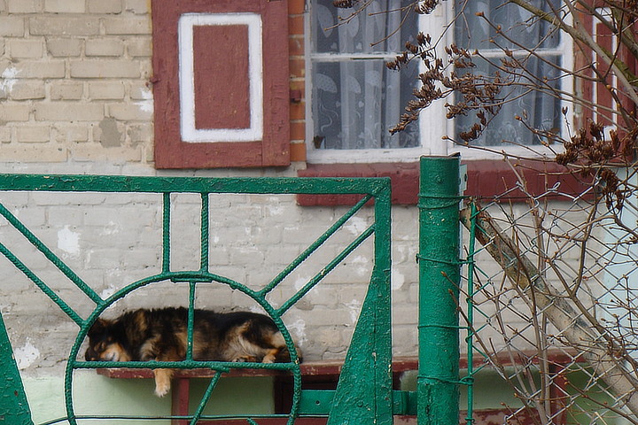 Stary psina mocno śpi(tak pilnuje starej chatki w pobliskiej elbląskiej wsi....  (Marzec 2013)