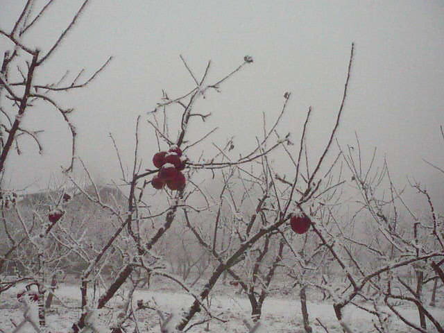 Natura potrafi zaskoczyć!. Gruszki na wierzbie i jabłka...zimą! :)