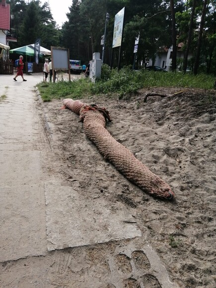 ANAKONDA ZBLIŻA SIĘ DO SZTUTOWA. Jest to bardzo ciężka lina holownicza /w środku metalowa/, która już kilka lat jest niedaleko wejścia na plażę w Sztutowie. Skąd się tam znalazła, nie wiadomo. . .