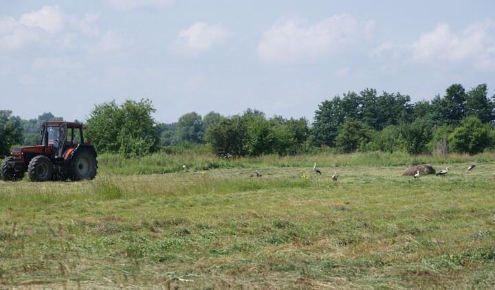Stołówkę otwarto.. Zdarzało się bocianowi idącemu za kosiarką tak pilnie wypatrywać zdobyczy, że się zagapił i uderzył głową w maszyne.