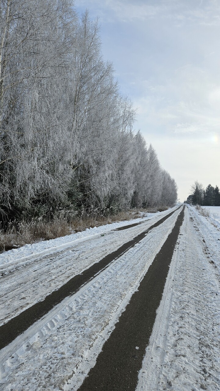 Zimno co nieco. Dłużyna -Jelonki