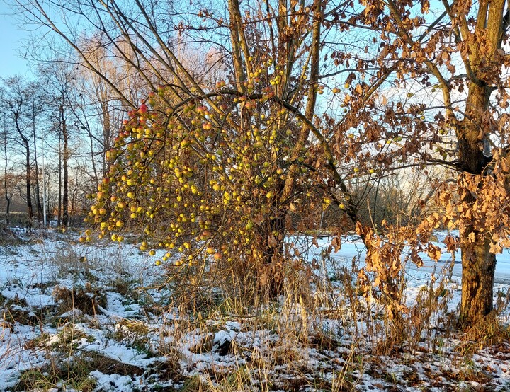 Brzemię obfitości. Brak urodzaju jest zły, a nadmiar?