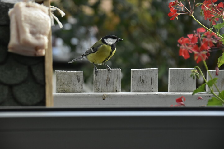 Ile można machać skrzydlami.