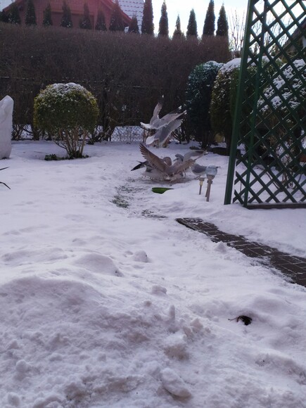 Głód niejedno ma imię. Dokarmiajmy nasze ptaszki. Oczywiście najszybsze są rybitwy, duże mewy, wrony, gawrony, gołębie no i sroki. zwłaszcza jak są kawałki słoniki. Wdzięczne sa wróbelki, sikorki /słonecznik/ i inne ptaszki