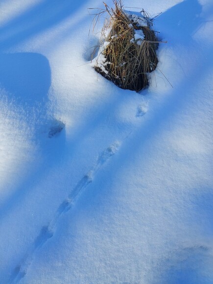Na tropie. Ciekawe co mieszka pod tą kępką?