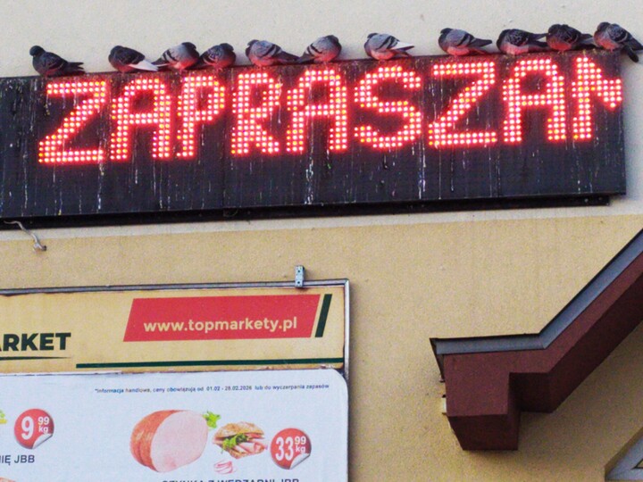 Gołębie czekają na nasze wsparcie.. Wspierajmy/dokarmiajmy/ nasze ptaki. one czekają i liczą na nas.Zwłaszcza,że zima mocno trzyma i nie mają gdzie żerować..