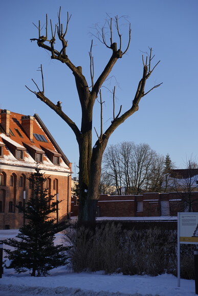 Gratulacje !. Usunięcie gałęzi w wymiarze przekraczającym 50 % korony, która rozwinęła się w całym okresie rozwoju drzewa, w celu innym niż określony w ust. 2, stanowi zniszczenie drzewa.