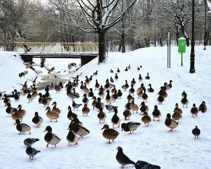 Kaczki przy kaczkomacie.