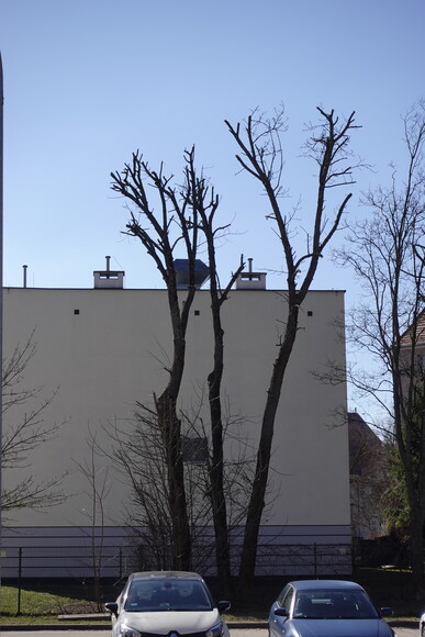 UM uczy dzieci ze szkoły muzycznej, jak dewastować drzewa. Elbląski UM nie ma już Wydziału Ochrony Środowiska, ale ma Departament Kształtowania Środowiska...! No i kształtują ku chwale przyszłych pokoleń ! Usunięcie gałęzi w wymiarze przekraczającym 50 % korony, która rozwinęła się w całym okresie rozwoju drzewa, w celu innym niż określony w ust. 2, stanowi zniszczenie drzewa.