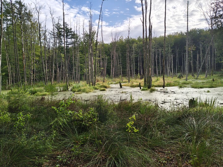 PIĘKNO BAGNA  /GRZĘZAWISKA/. JELENIA DOLINA- bagno ma swój urok ale też niszczy drzewa, które w  nim rosną. Ale najważniejsza jest woda, która daje wszystkim życie. A tej w tym roku jest pod dostatkiem.