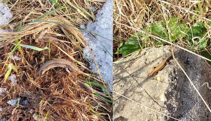 Pierwsza i najprawdopodobniej ostatnia w tym roku.. Pierwszą jaszczurkę w tym roku spotkałem 28 lutego, leżał jeszcze śnieg. Ta spotkana 21 października, której przytrafiła się jakaś  nieprzyjemna przygoda, w wyniku której straciła część ogona (przykład autotomii) będzie zapewne ostatnią spotkaną zanim powróci wiosna.