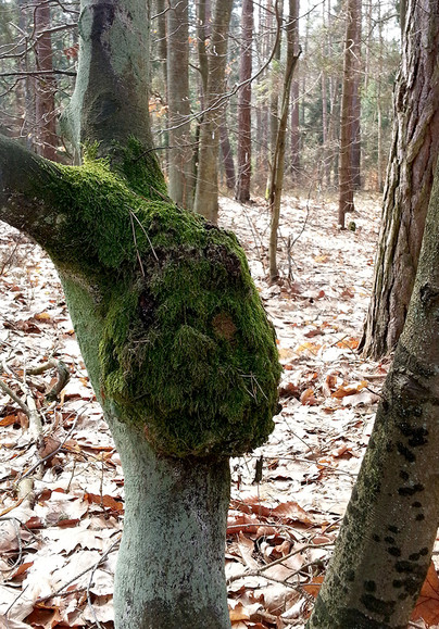 Nadrzewny zając - Stegna