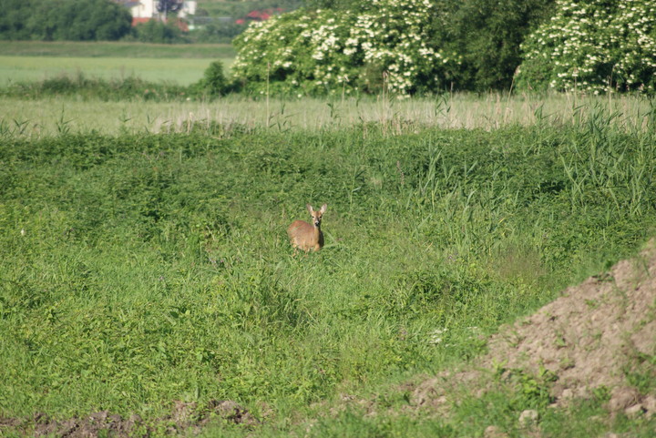 Niedzielny spacer nad Drużno. W naszym rezerwacie można spotkać też sarnę. (Czerwiec 2013)