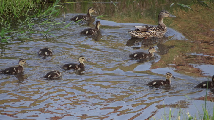 Dzika natura. Ile potomstwa dotrwa wieku dojrzałego?