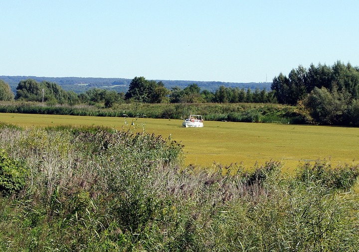 Pływanie po trawie..  (Wrzesień 2013)