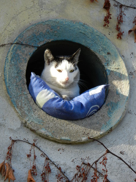 Kot poduszkowiec. Na ul. Browarnej nie tylko ludzie spędzają dłuższe chwile w oknie. (Październik 2013)
