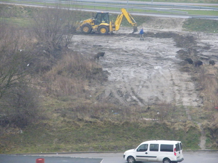 Zawada dziki. Dziki na zawadzie po interwencji straży miejskiej na kilka godzin opuściły teren, ale pojawiają się codziennie