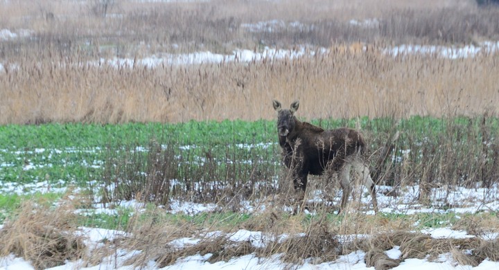 Łoś nad Nogatem. Osobnik spotkany w rezerwacie "ujście Nogatu"