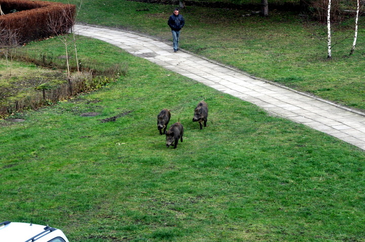 Dziki Nad Jarem. 17.XII.2013r. godz.12.30 okolice ul.Broniewskiego,Kłoczowskiego (Grudzień 2013)