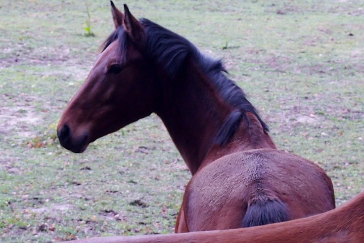 Piękny koń.. Kadyny (Grudzień 2013)
