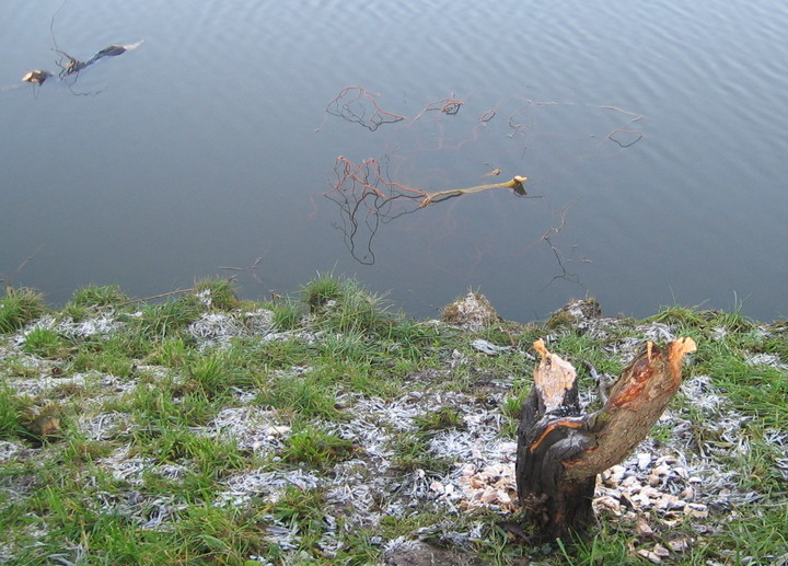 Bóbr zrobił swoje, nie ma drzewa..  (Grudzień 2013)