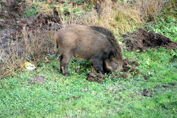 Dziki Nad Jarem. 17.XII.2013r. godz.12.30 okolice ul.Broniewskiego,Kłoczowskiego (Grudzień 2013)