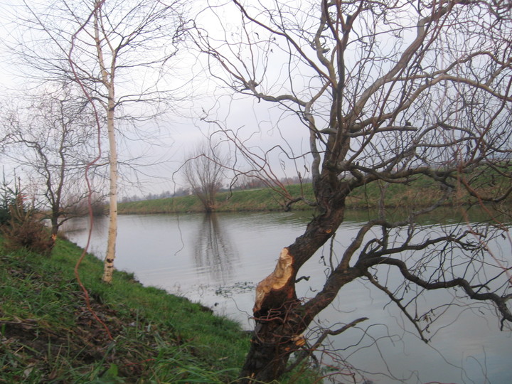 Czy da się ustrzeć przed szkodami bobrów?.  (Grudzień 2013)