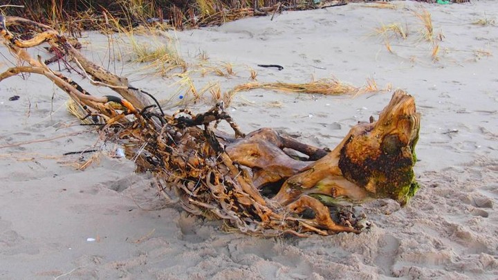 Potwór na plaży w Stegnie. Tego potwora "wypluł" Bałtyk. Wyobraźnia podpowiada, że ma wielkie ślepia, ogromne zębiska i pozbawione powłok cielesnych wnętrzności. Brrr!!! (Styczeń 2014)