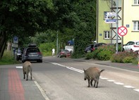 Zdjęcia tego autora