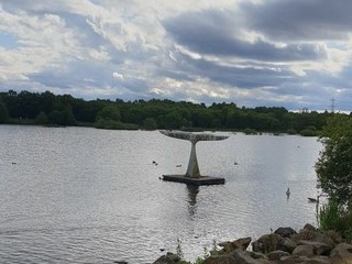 Płetwa