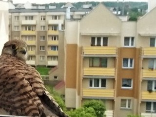 Gość